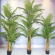 Konstväxt palmträd 3 stammar 240 cm